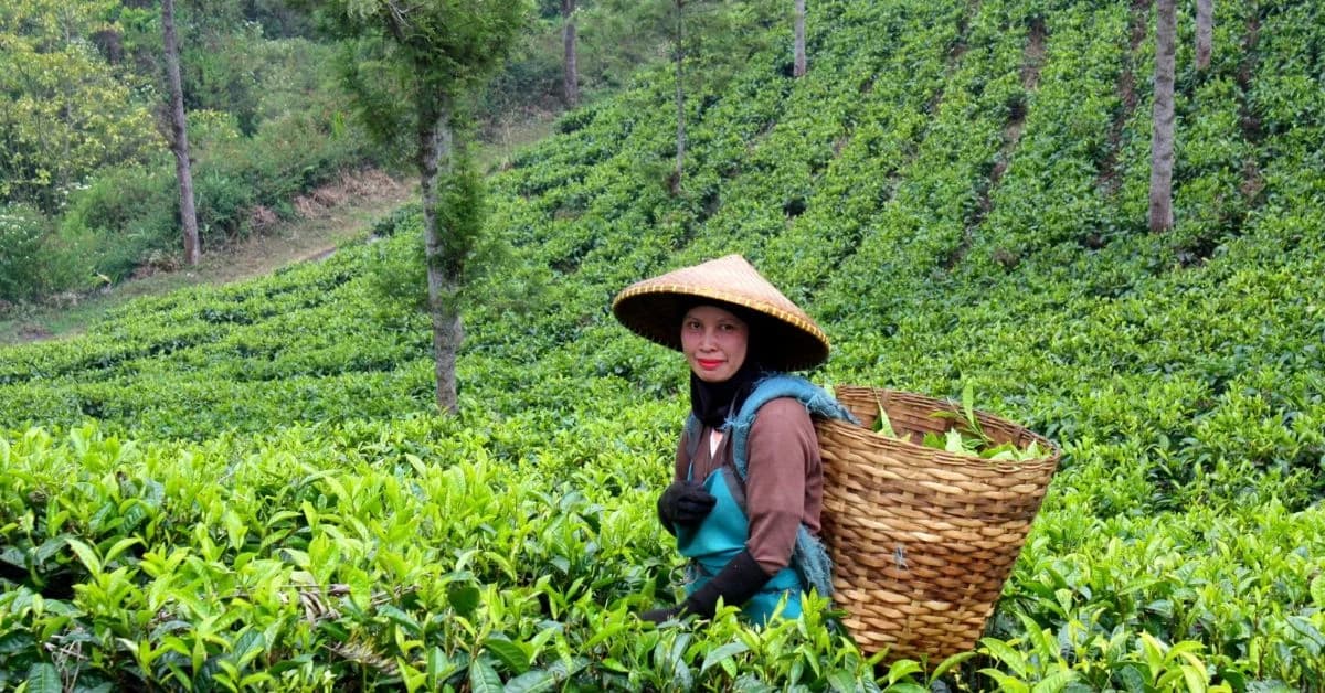 Assam Tea Garden Tour