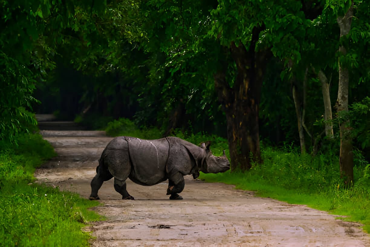 Assam Wildlife Tour